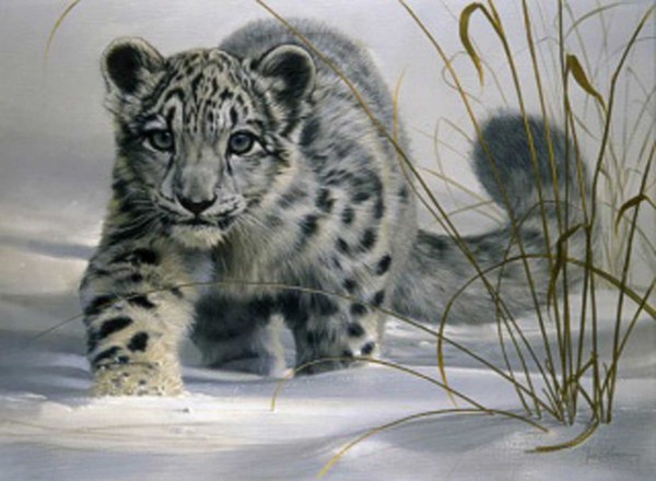 Belii Leopard [Almistov]