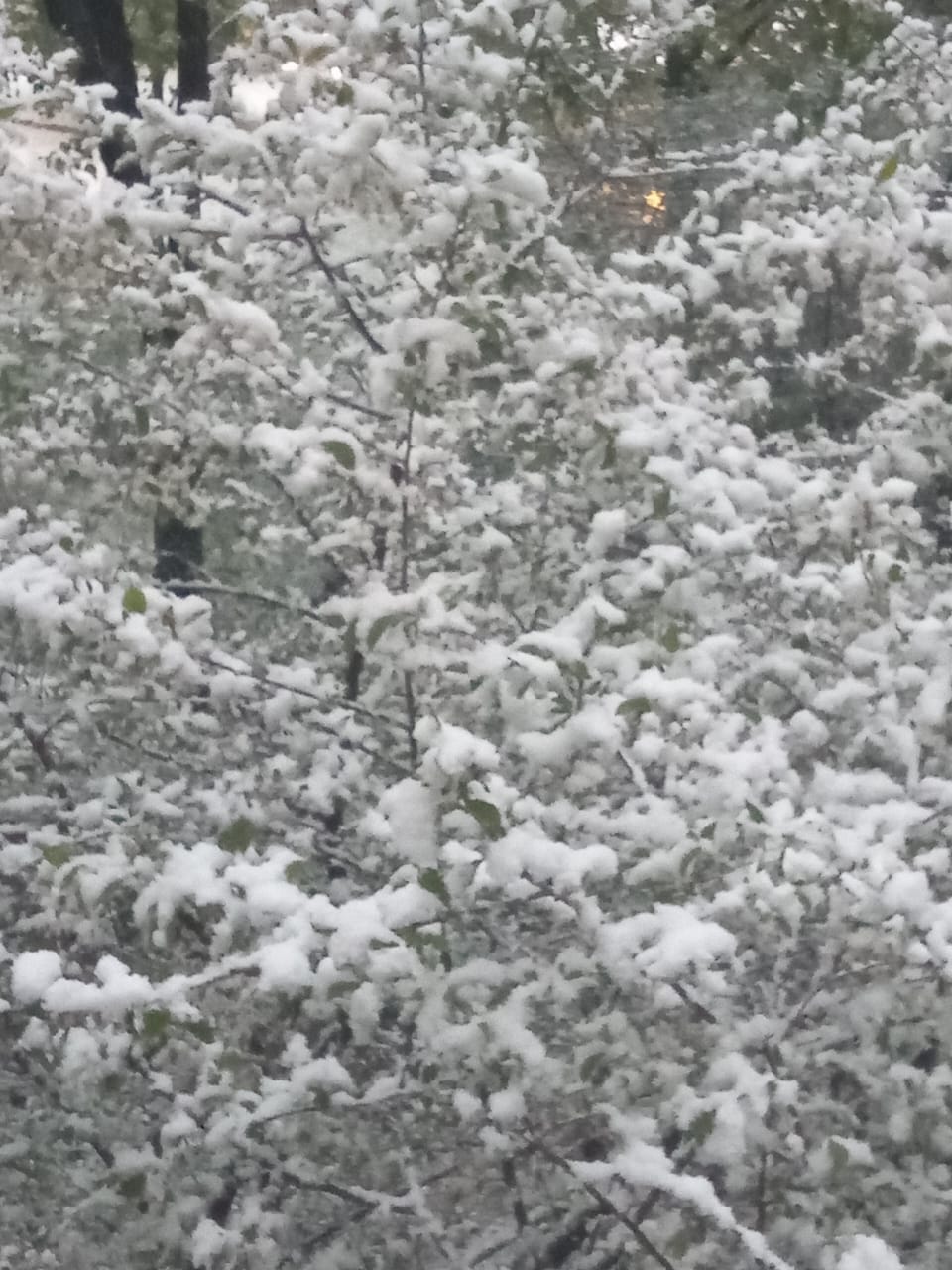 The May cherry blossoms [Borneo]