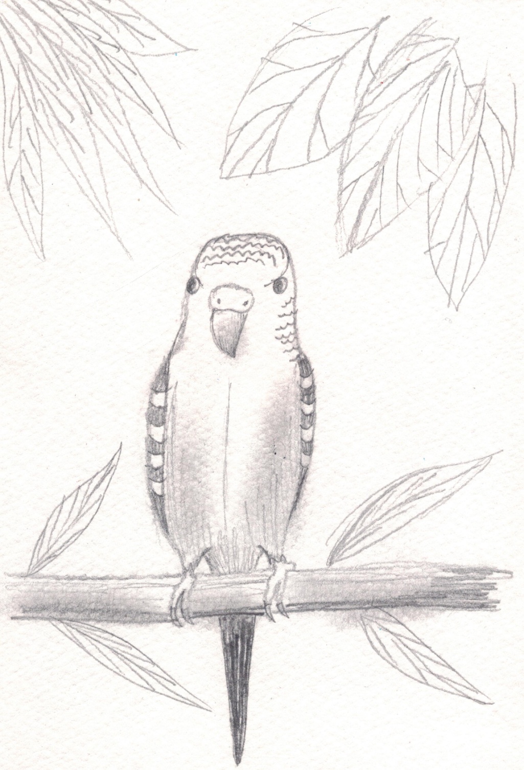 попугай.jpg