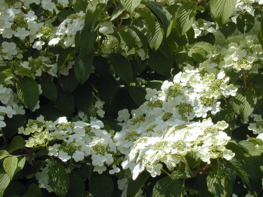 White flowers [ -]