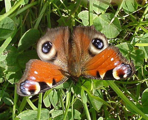 Schmetterling,Foto by [N.Dietz]