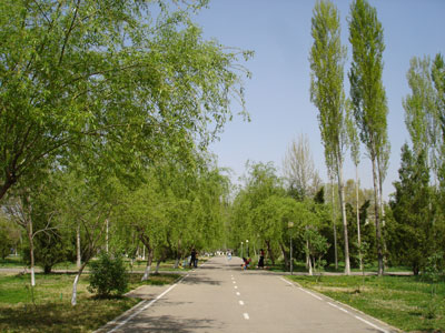 Ивовая аллея в парке Туркистан [Долгая Г.]