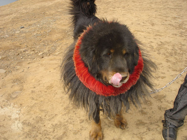 http://zhurnal.lib.ru/img/d/dolgaja_g_a/tibet/tibetskij-mastif.jpg