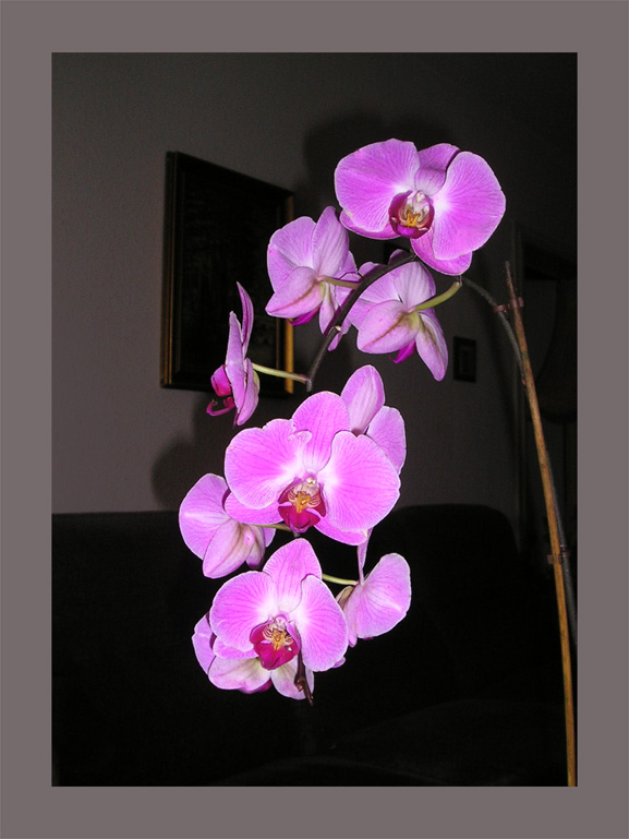 Орхидея цвета Любви - первый год цветения [ Мэри Леви]
