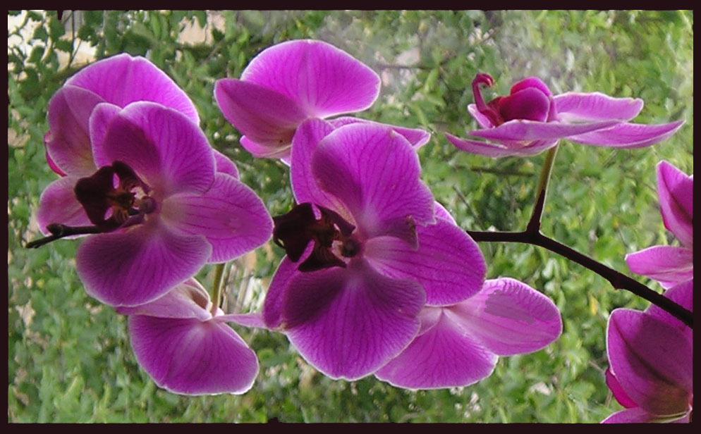 Орхидея цвета Любви [ Мэри Леви]
