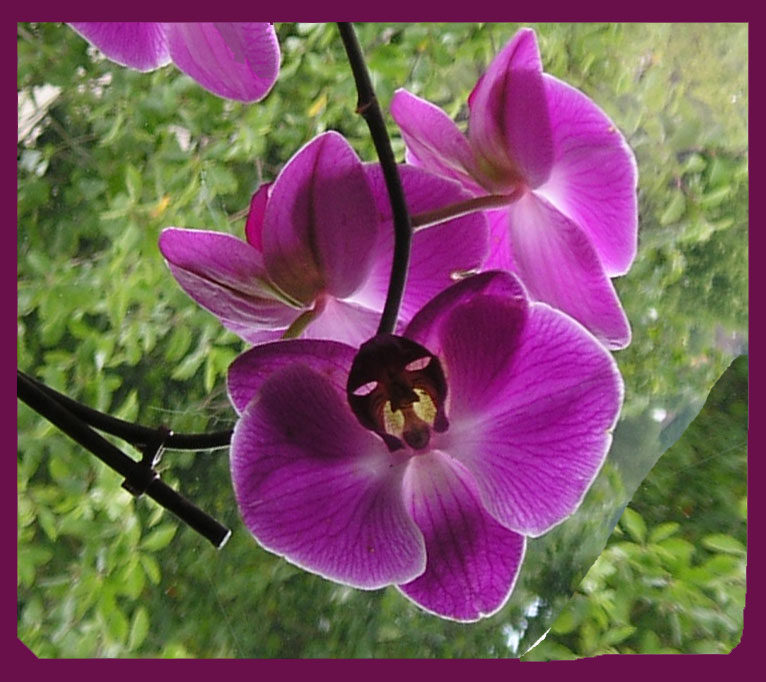 Орхидея цвета Любви первый год цветения [Мэри Леви]