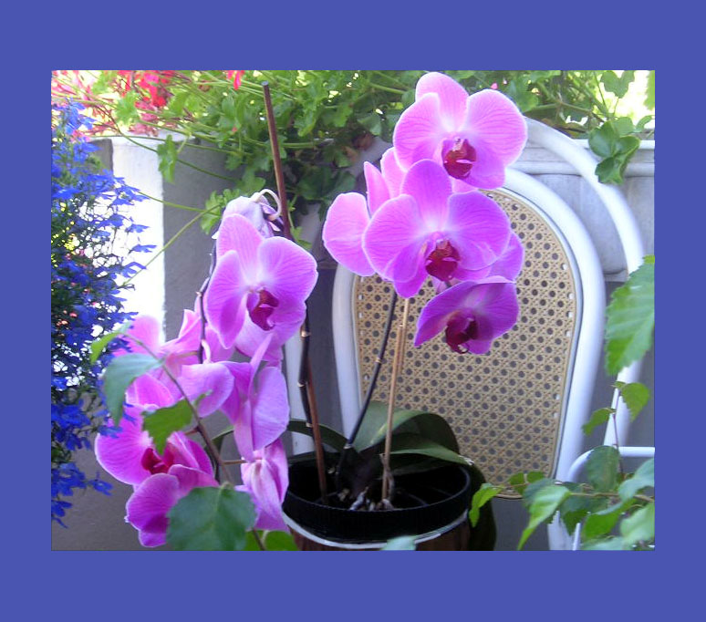 Орхидея цвета Любви Второй год  цветения [Мэри Леви]