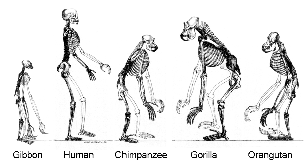 ape skeletons []