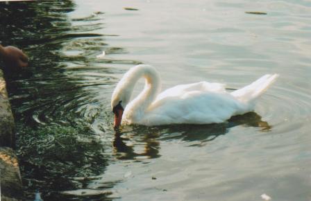 Петербург парк пруд лебедь птица []