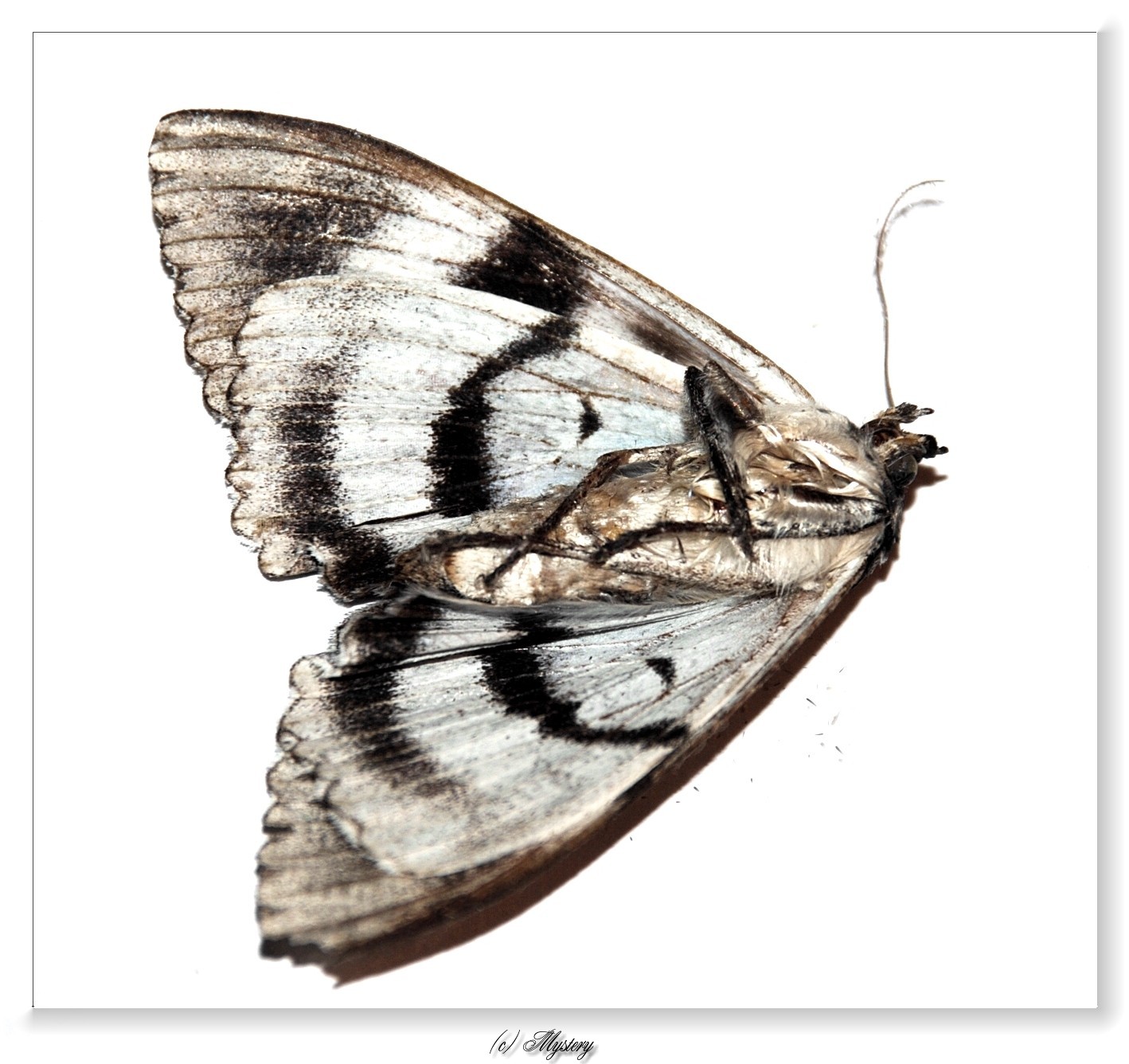 d_moth [Mystery [f. Lilium]]