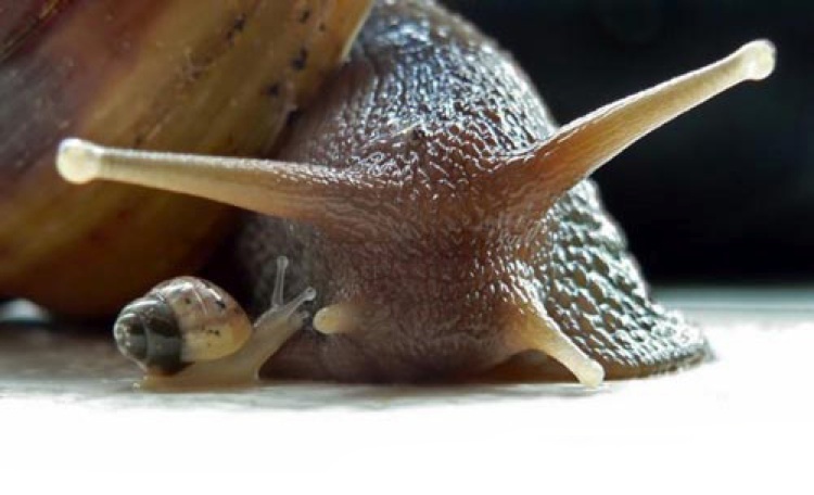 Snails [Unknown]