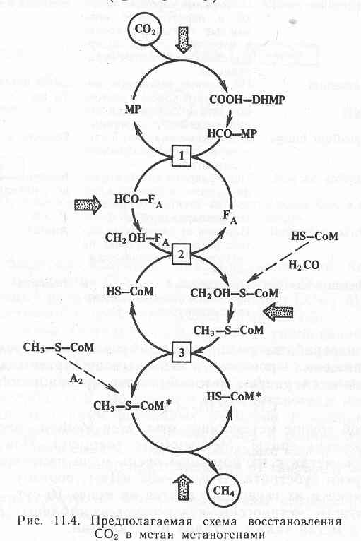 Схема восстановления СО2 в клетках метанотрофных микроорганизмов [О.В.Мосин]