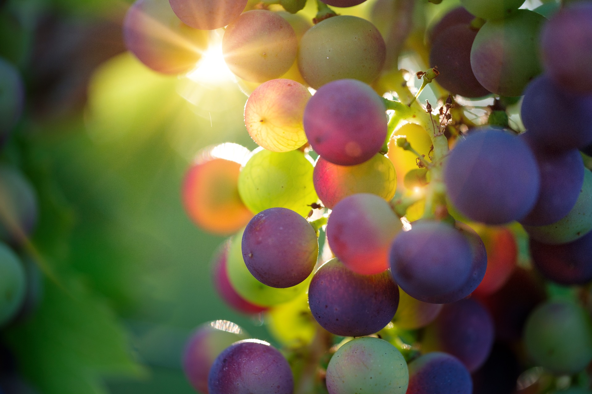 grapes []