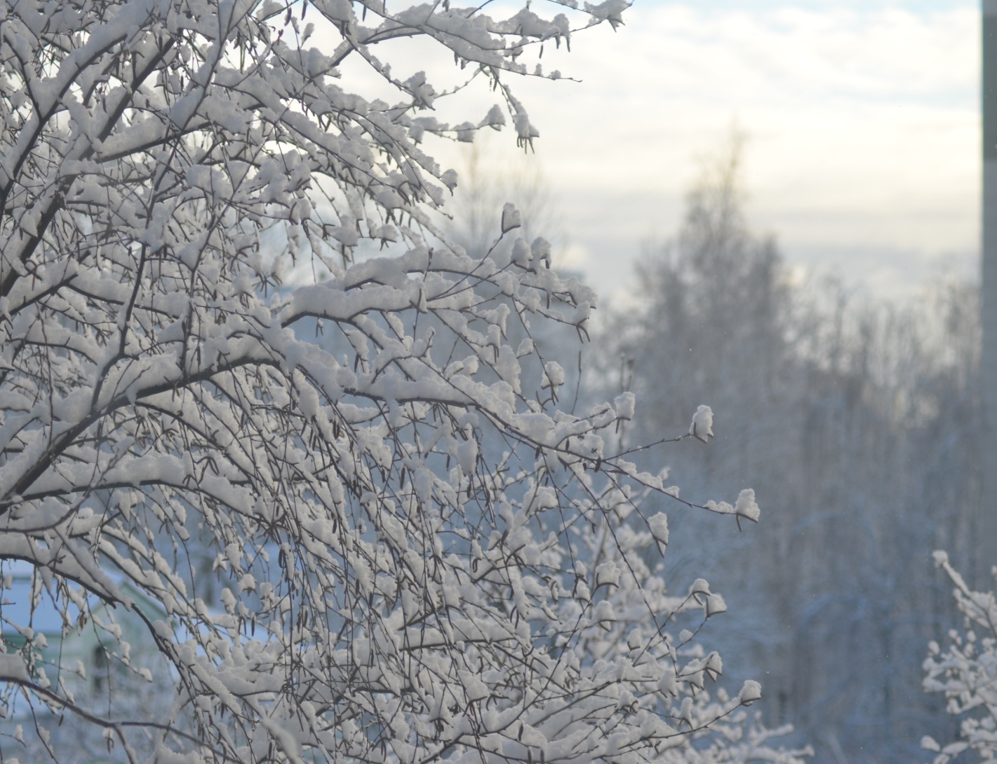 C:\Users\Asus\Downloads\31.12.24   75-300\DSC_8954.JPG