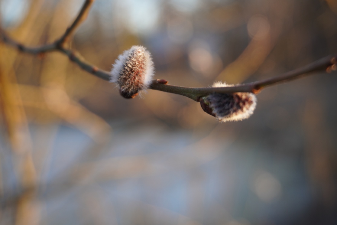 C:\Users\Asus\Downloads\ 2025 sony\DSC01231.JPG