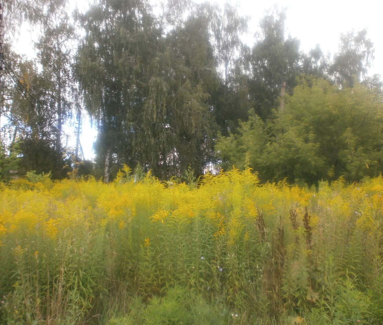 C:\Users\Asus\Downloads\   - 9.11.25\   \P8120882.JPG